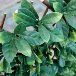 Tenax Künstliche Hecke Divy 3D X-Tens Osmanthus 1 M X 2 M Grün -Outdoor Schirm Verkauf 02929116901 11018400 CU 04