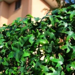 Tenax Künstliche Hecke Divy 3D Helix 0,5 M X 1 M Grün -Outdoor Schirm Verkauf 02929126078 11018400 CU 02