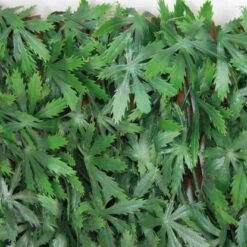 Tenax Künstliche Hecke Divy 3D X-Tens Acer Palmatum 1 M X 2 M Grün -Outdoor Schirm Verkauf 8002929125996 11018400 7