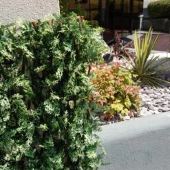 Tenax Künstliche Hecke Divy 3D X-Tens Cyprus 1 M X 2 M Grün -Outdoor Schirm Verkauf 8002929126016 11018400 3