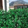 Tenax Künstliche Hecke Divy 3D Panel Buxus InTense 0,5 M X 1 M Grün -Outdoor Schirm Verkauf 8002929126061 11018400 1
